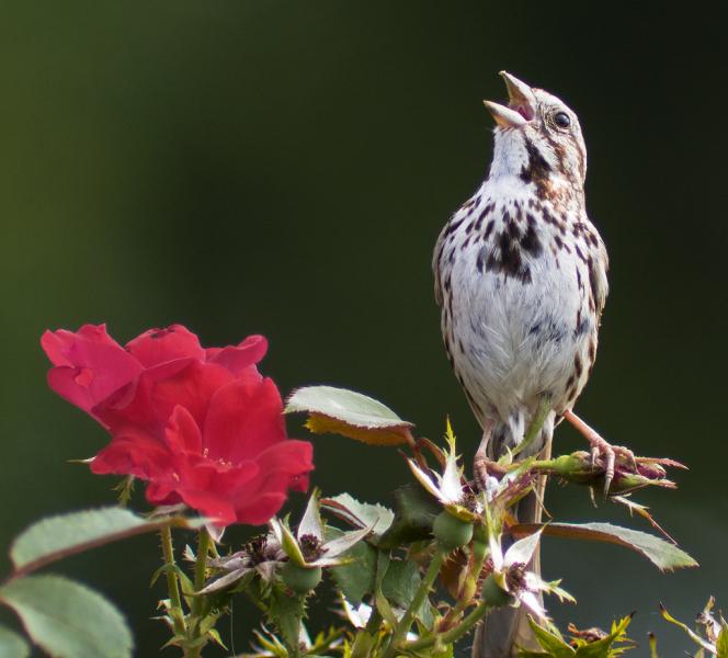 Image: Singing bird